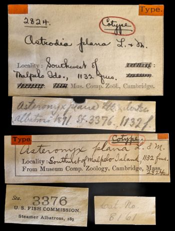 Media type: image;   Invertebrate Zoology OPH-2824 Description: Original handwritten specimen labels;  Aspect: labels